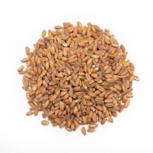 Dried Wheat Grain - Premium Quality