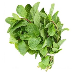 Fresh Mint