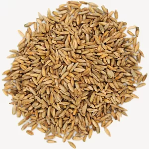 Rye - Bulk Wholesale Supply