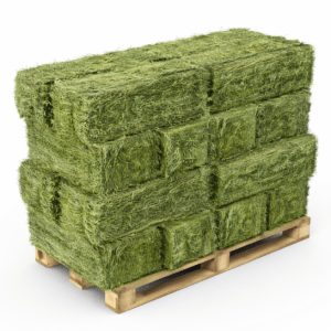 Alfalfa Hay