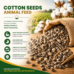 Cotton Seeds