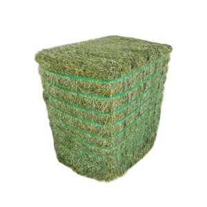 Timothy Hay